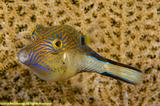 sharpnose puffer